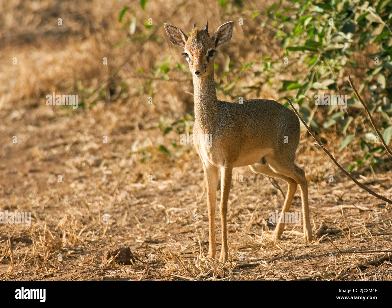 Le dik-dik de KIRK (Madoqua kirkii) photographié en Tanzanie, cette minuscule antilope, mesure environ 65 centimètres de longueur et pèse environ 5 kilogrammes Banque D'Images