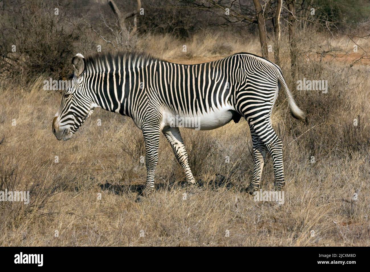 Le zèbre de Grevy (Equus grevyi), également connu sous le nom de zèbre impérial, est le plus grand équidé sauvage vivant et le plus menacé des trois espèces de zèbre Banque D'Images