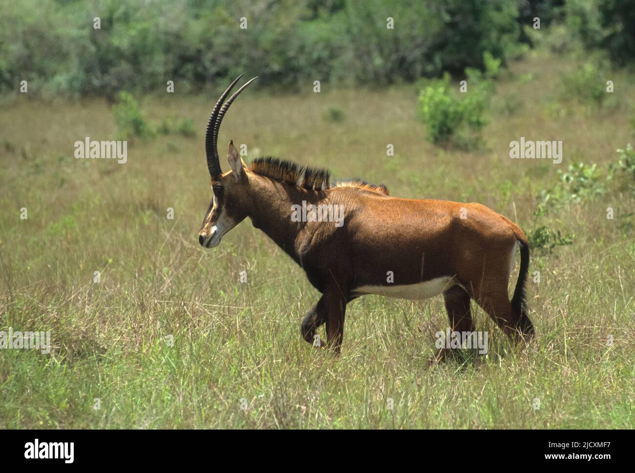 Antilope de Roan (Hippotragus equinus) photographiée au Zimbabwe Banque D'Images