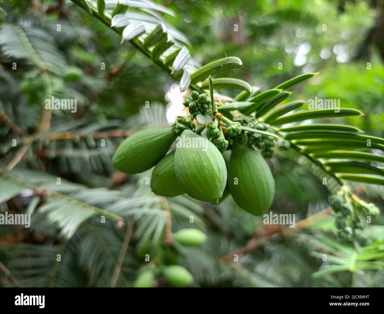 Torreya, arbre à feuilles persistantes aux fruits. Arbres d'Evergreen avec des feuilles semblables à des aiguilles, dont les graines sont des cônes.risque d'extinction Banque D'Images