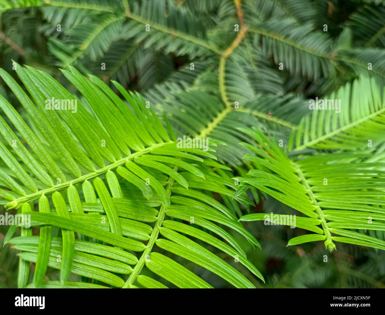 Gros plan Torreya, arbre vert à feuilles persistantes avec fruits. Arbres d'Evergreen avec des feuilles semblables à des aiguilles, dont les graines sont des cônes.risque d'extinction Banque D'Images