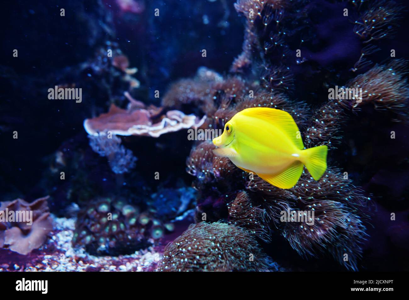 Le tang jaune est une espèce de poissons d'eau salée de la famille des Acanthuridae à l'aquarium. Banque D'Images