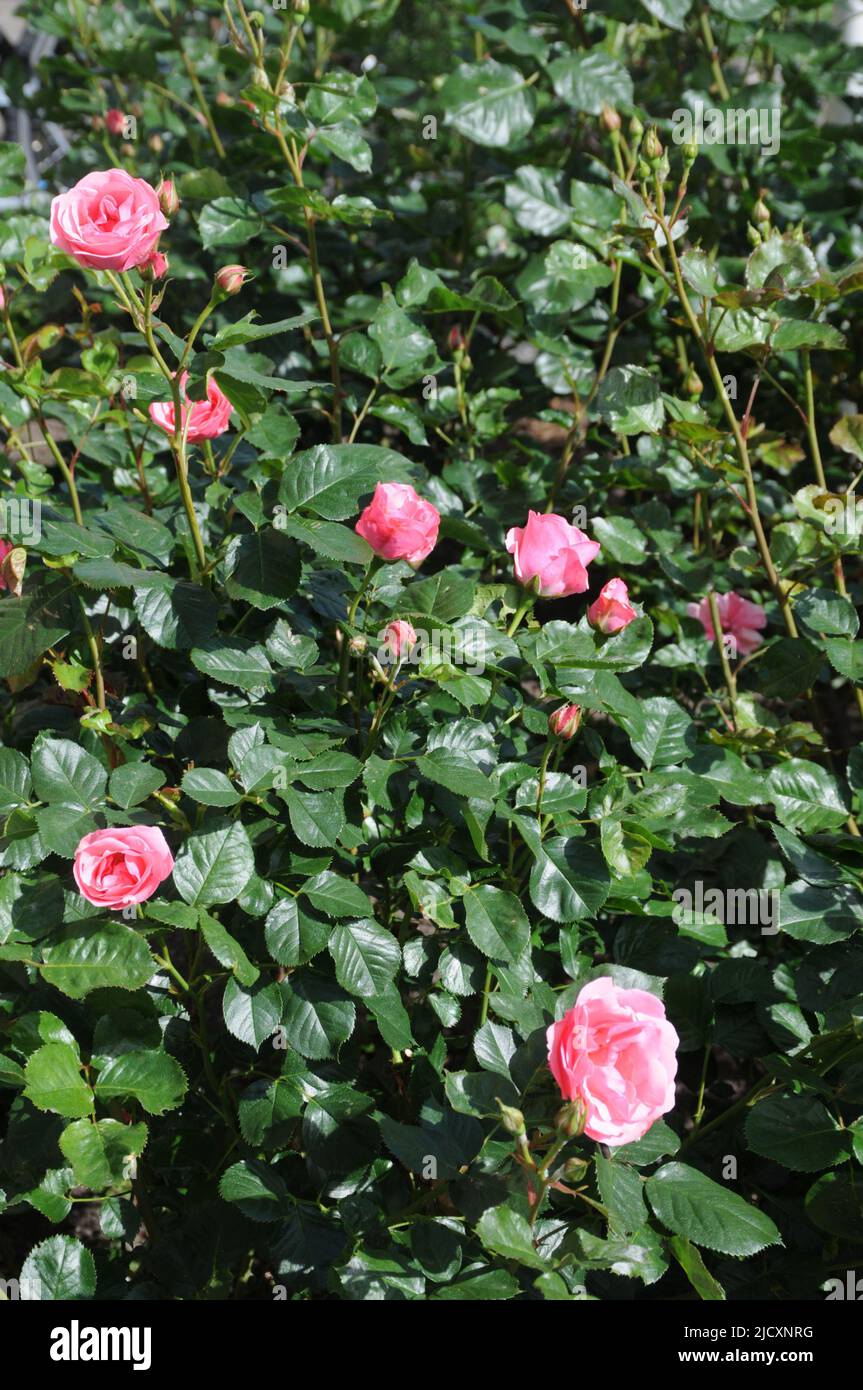 Kastrup/Copenhagen/Denmark/16 juin 2022/roses et rosiers de différentes couleurs dans le jardin local de Copenhague (photo..Francis Joseph Dean/Deanimages, Banque D'Images