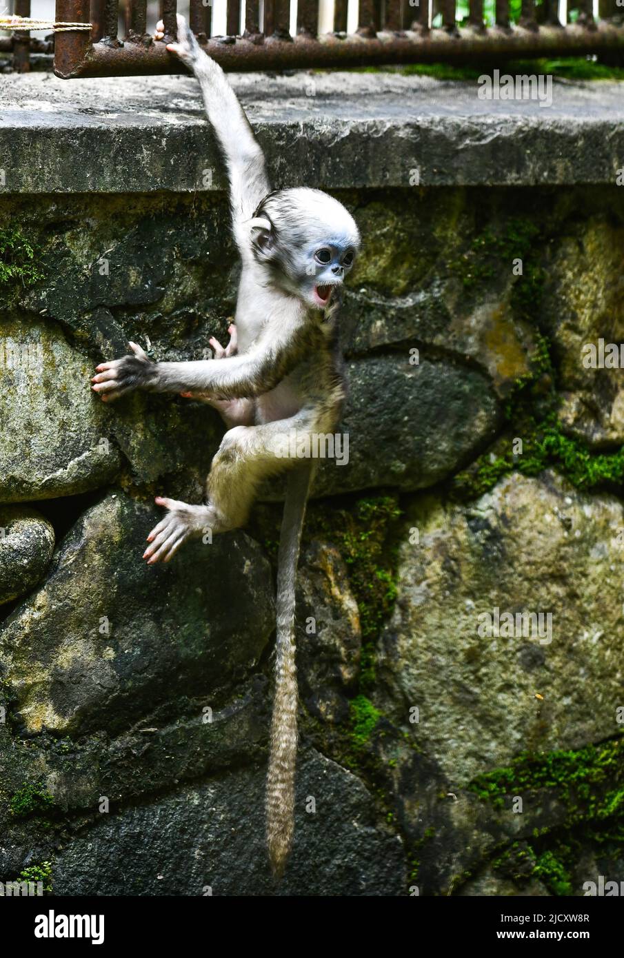 (220616) -- TONGREN, 16 juin 2022 (Xinhua) -- Un singe cub à nez numé Guizhou est vu dans un centre de sauvetage de la faune de la réserve naturelle nationale de Fanjingshan, dans la province de Guizhou, au sud-ouest de la Chine, au 16 juin 2022. Un singe cub Guizhou à nez snub est né à 13 avril et a été élevé dans le centre de sauvetage de la faune de la réserve naturelle nationale de Fanjingshan. Le singe à nez de guizhou, ou singe doré de Guizhou, est sous protection de haut niveau en Chine et est classé comme une espèce en voie de disparition par l'Union internationale pour la conservation de la nature. Parmi les trois espèces de singes snub-nez dorés e Banque D'Images