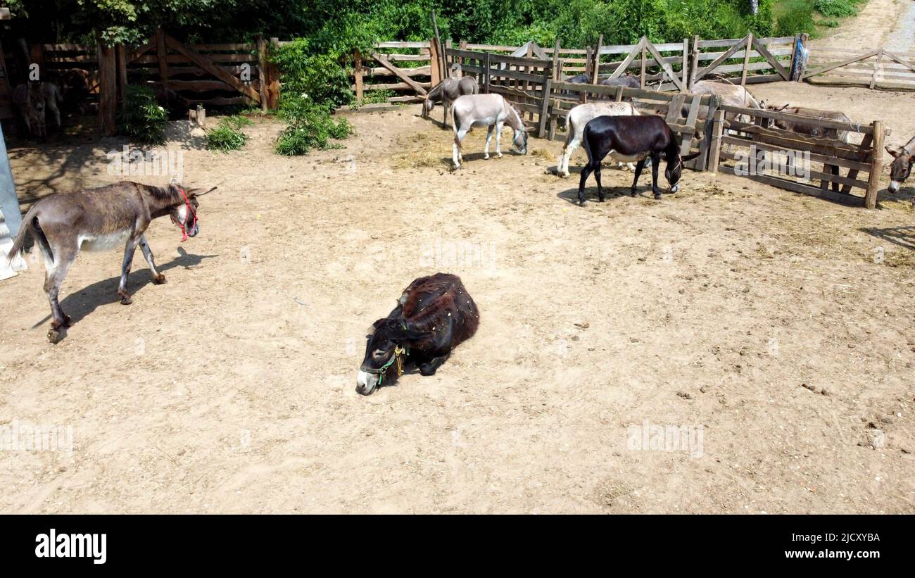 Ferme d'ânes. Vol aérien avec vue sur les drones au-dessus de nombreux ânes debout et allongé dans le corral sur la ferme des ânes. Animaux ruraux domestiques dans le village. Troupeau de bétail et animaux domestiques en pâturage dans les enclos d'été Banque D'Images