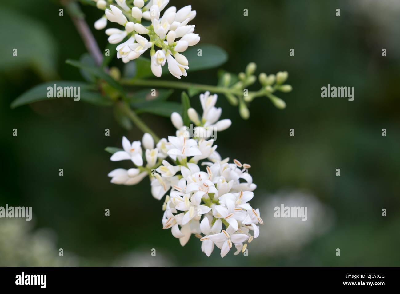 Ligustrum vulgare, fleurs blanches sauvages privet sur le rameau de gros plan sélectif foyer Banque D'Images