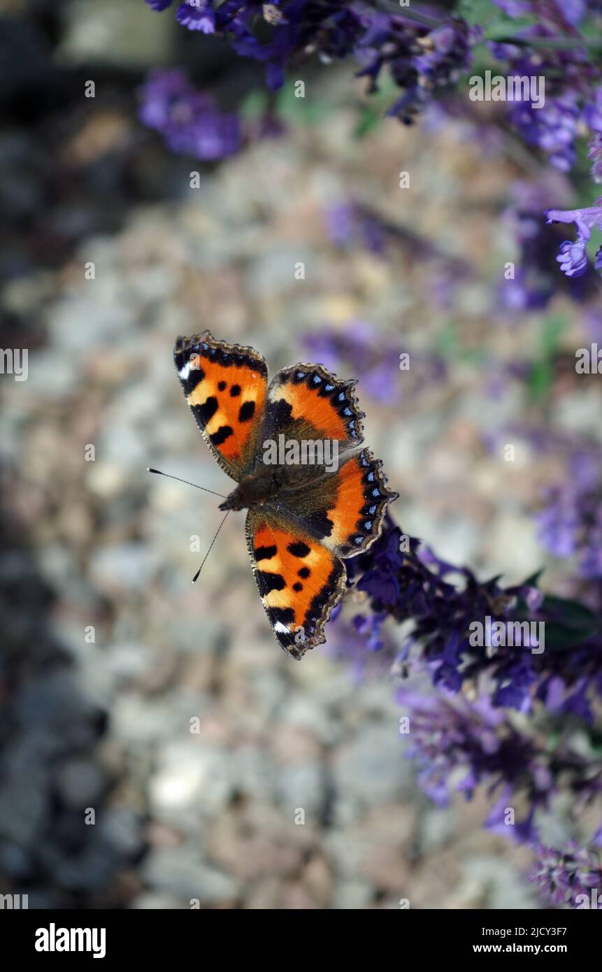 Aglais urticae dans le jardin. Banque D'Images