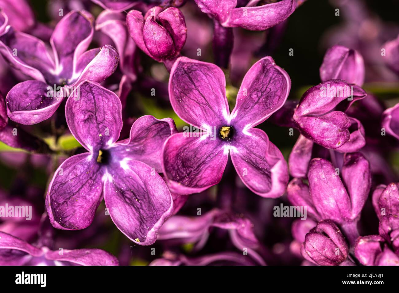 Fleur de lilas commun (Syringa vulgaris ‘Arch McKean’) Banque D'Images