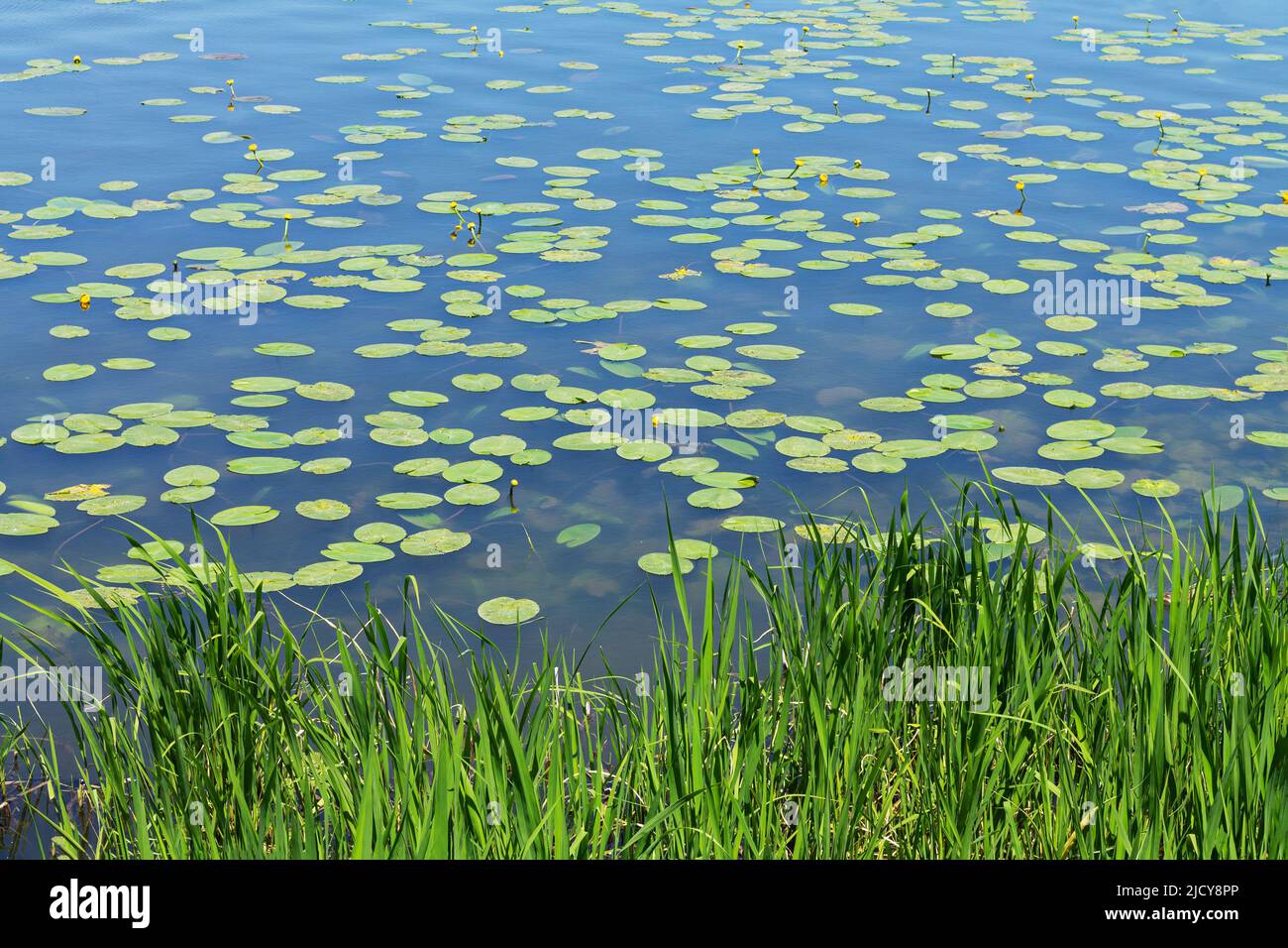 Nénuphar Lutea et roseaux verts sur le lac d'été Banque D'Images