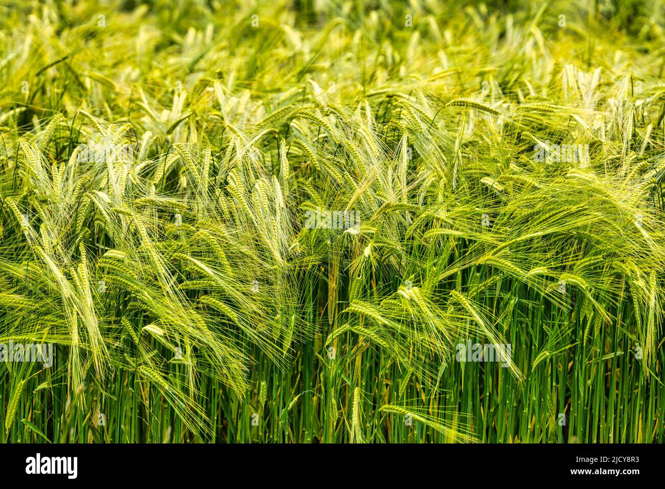 Gros plan de mûrissement ou d'orge verte non mûre soufflant dans le vent dans le champ, Écosse, Royaume-Uni Banque D'Images