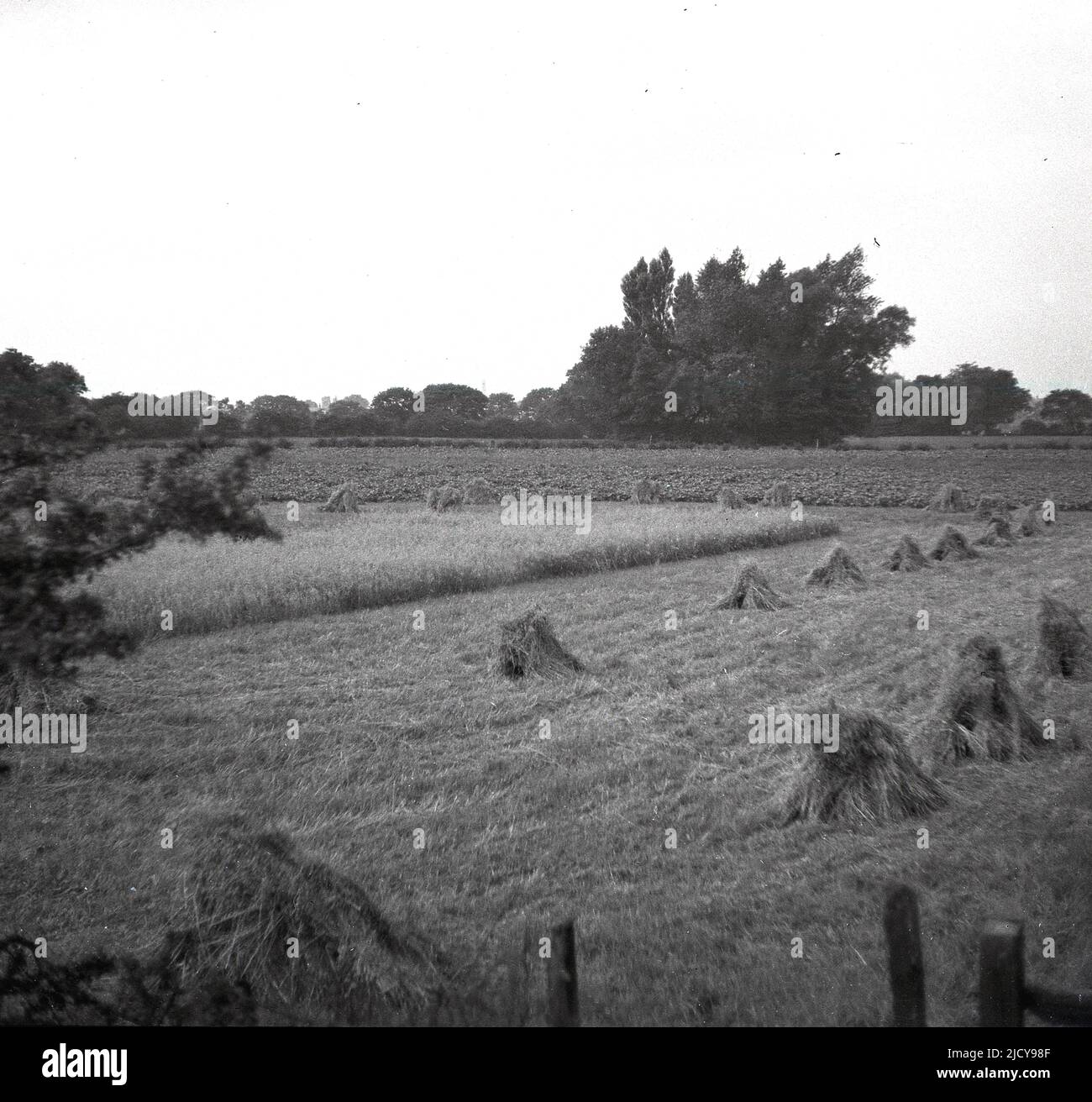 1940s, de petites piles de foin historiques en forme de wigwam dans un champ partiellement récolté à la campagne près de Stockport, Angleterre, Royaume-Uni. Banque D'Images