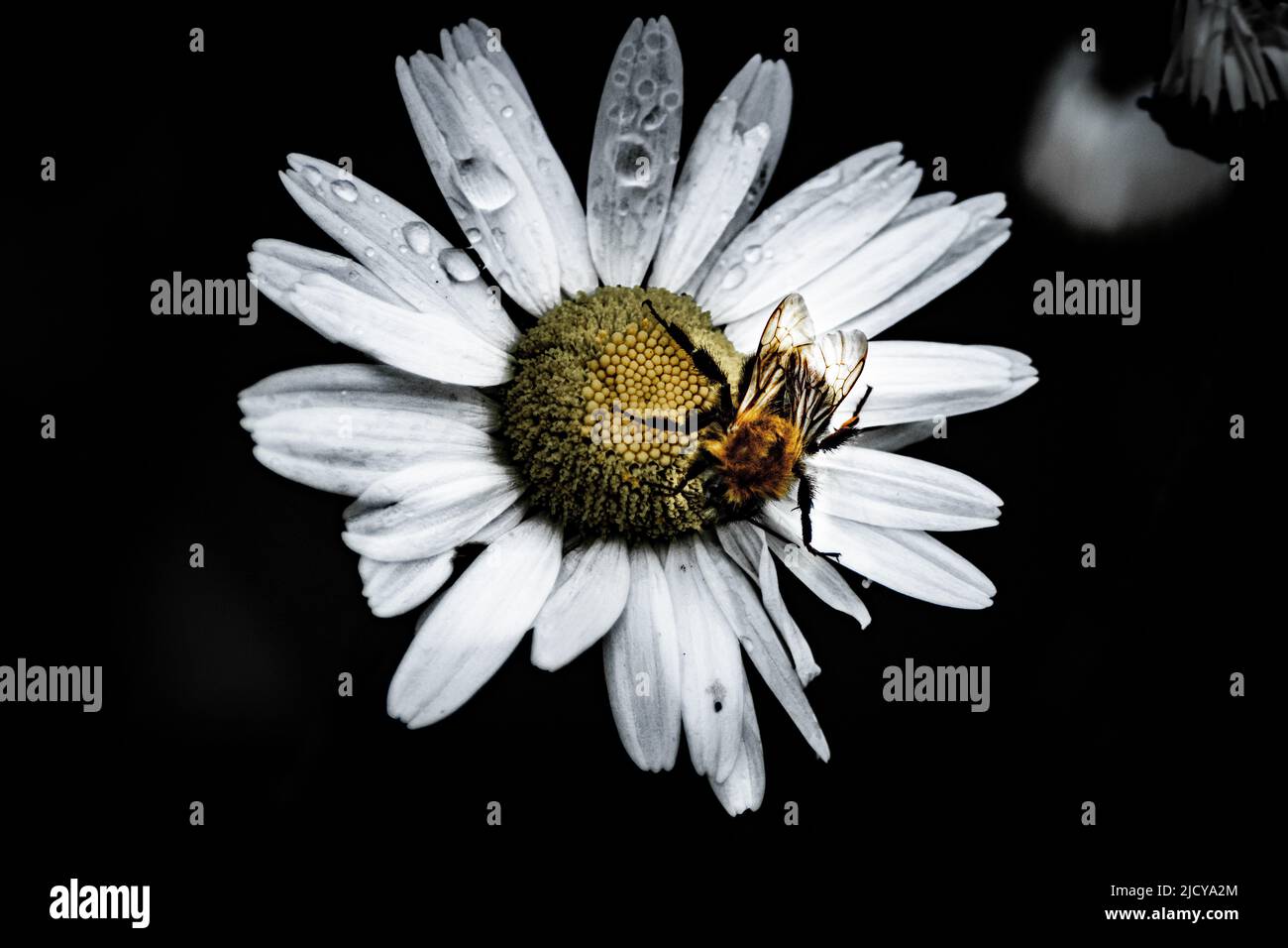 Bumblebee et gouttes d'eau sur la fleur de Marguerite Banque D'Images