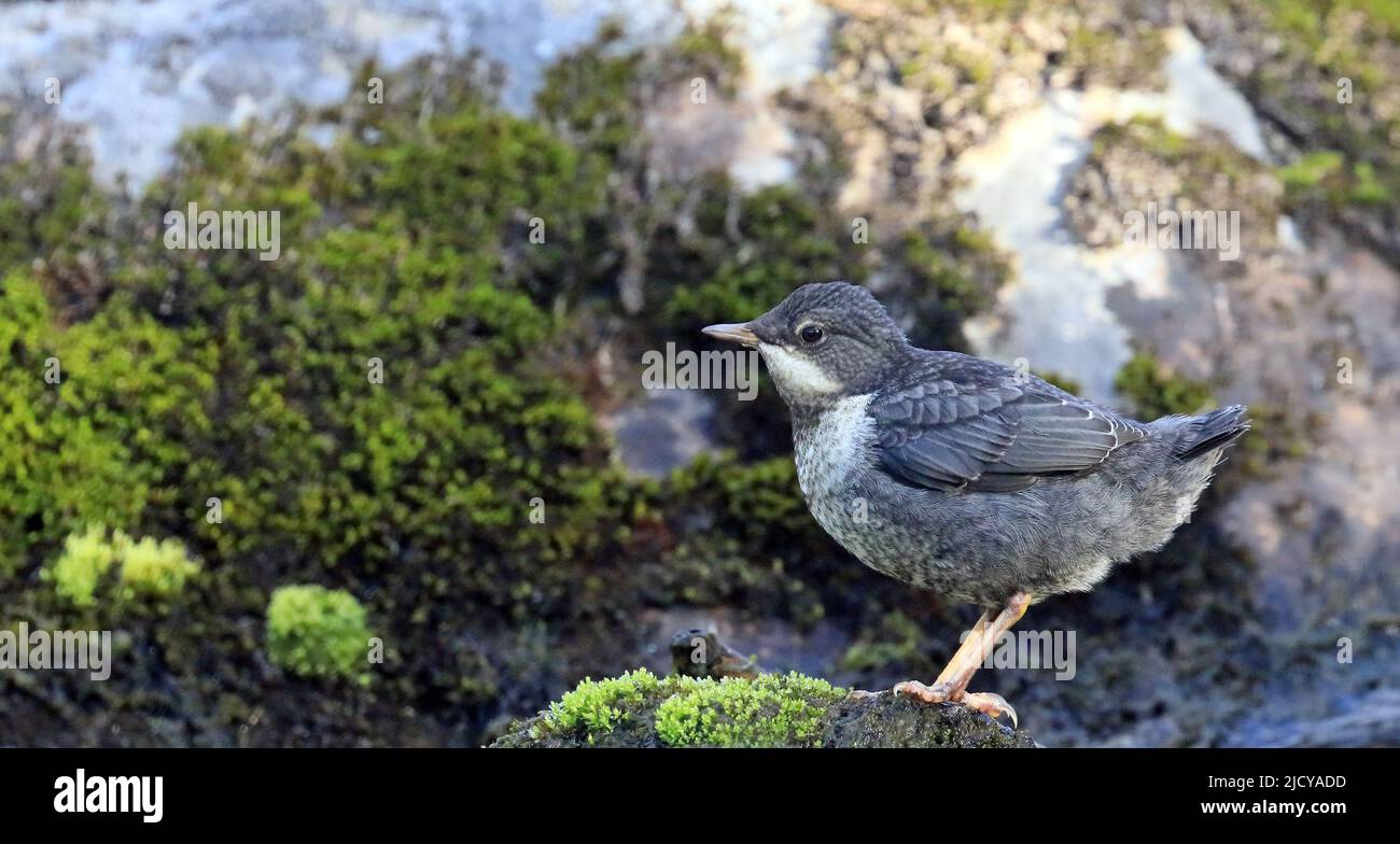 Jeune balancier à gorge blanche debout sur de la mousse verte au bord du ruisseau Banque D'Images