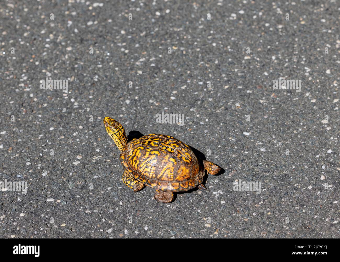 Box turtle Banque D'Images