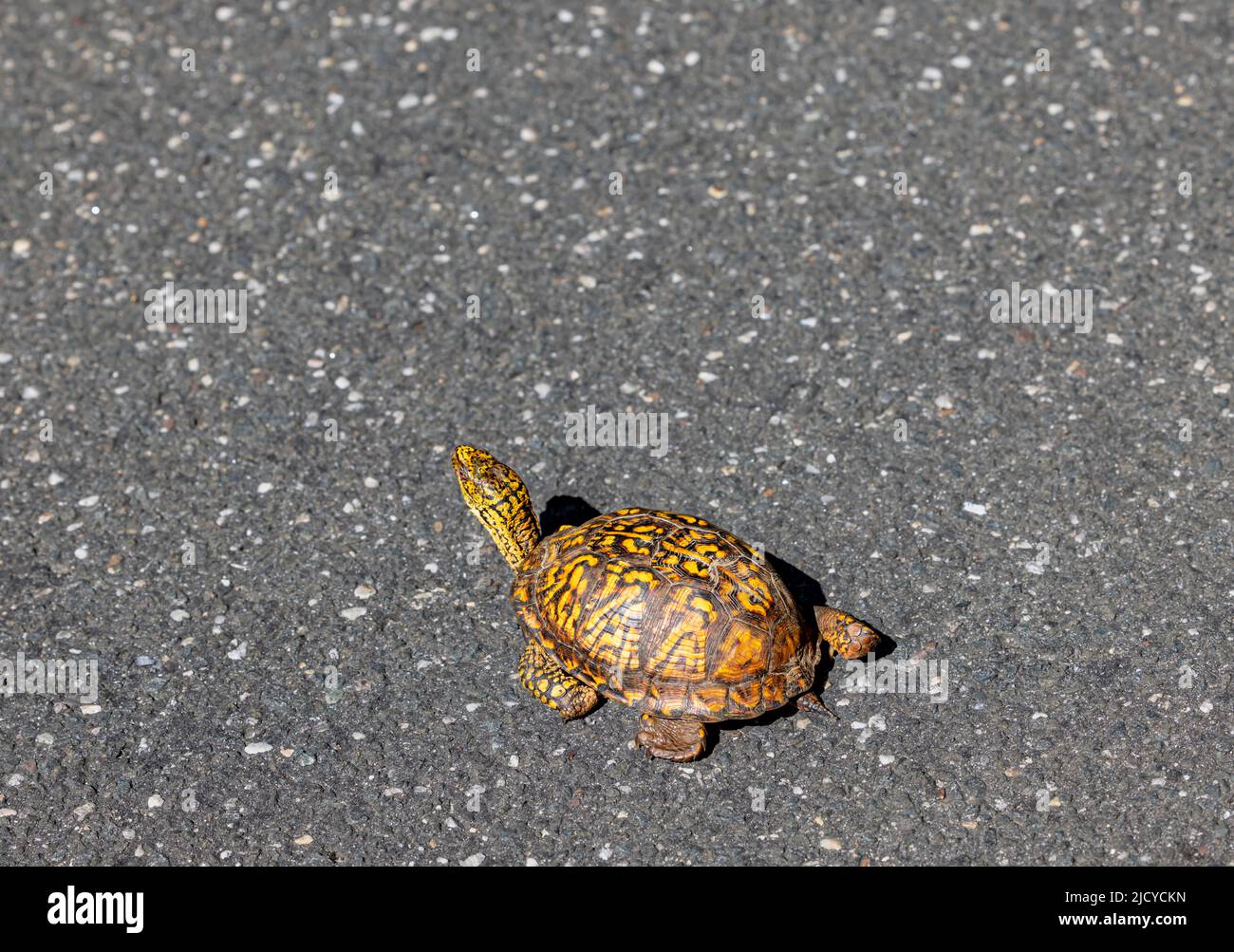 Box turtle Banque D'Images