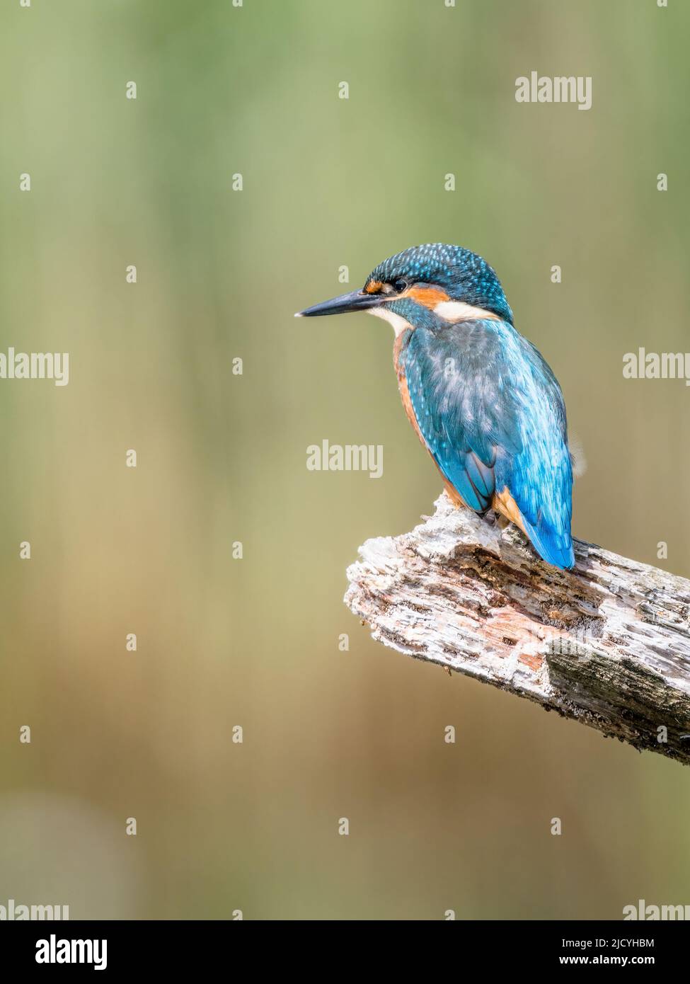 kingfisher mâle au soleil de printemps au milieu du pays de Galles Banque D'Images