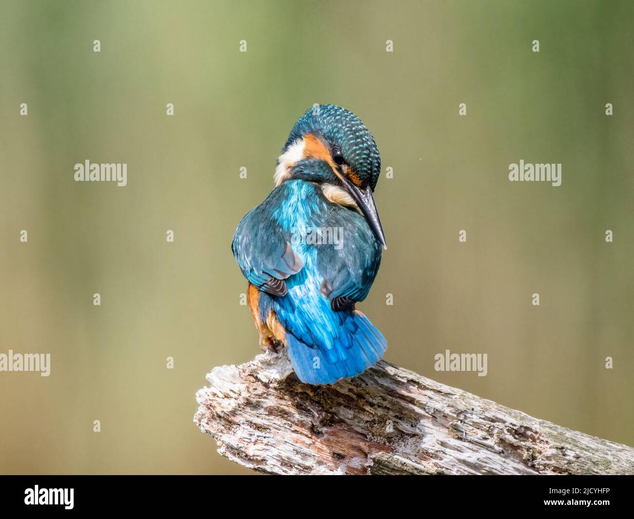 kingfisher mâle au soleil de printemps au milieu du pays de Galles Banque D'Images