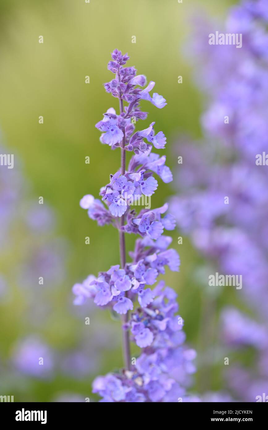 Les fleurs bleues sont Nepeta racemosa Walkers Low, communément connu sous le nom de menthe. Banque D'Images