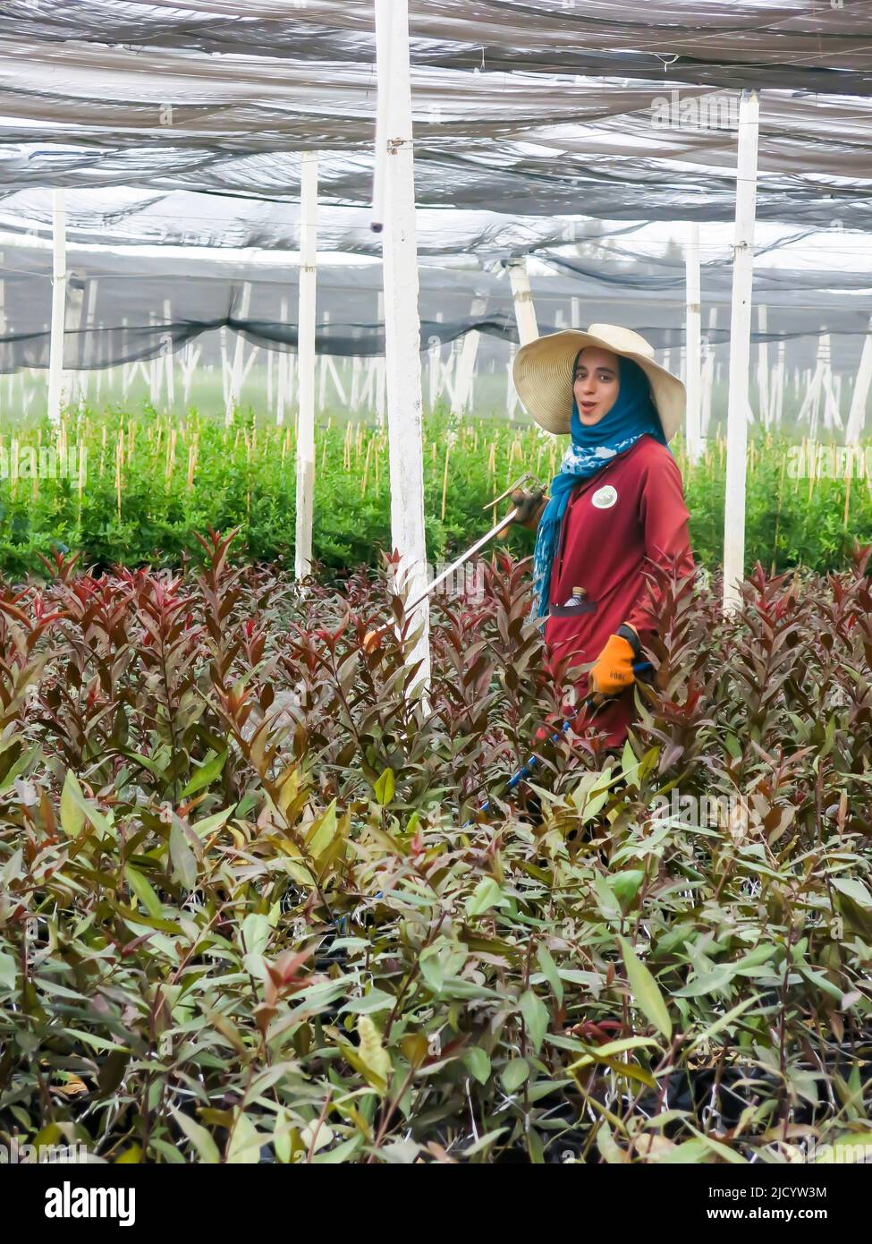 Vaste assortiment de plantes cultivées en pépinière locale, tendance par le membre du personnel Banque D'Images