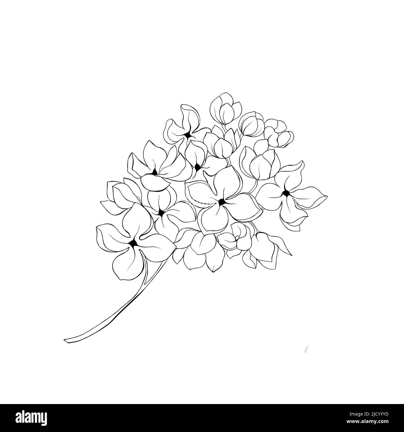 Tatouage Hortensia Noir Et Blanc Hortensia blanc Banque d'images noir et blanc - Page 2 - Alamy