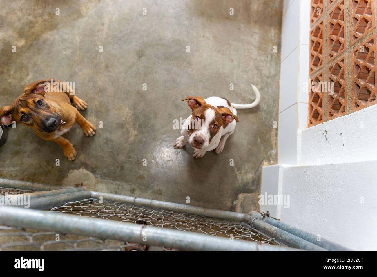 Les chiens de secours sont à la recherche d'adoption Banque D'Images