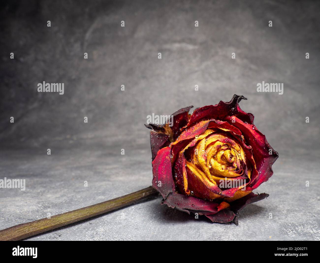 Rose orange séchée sur fond noir. Une fleur est sur la table. Une rose flétrit avec des gouttelettes d'eau. Banque D'Images