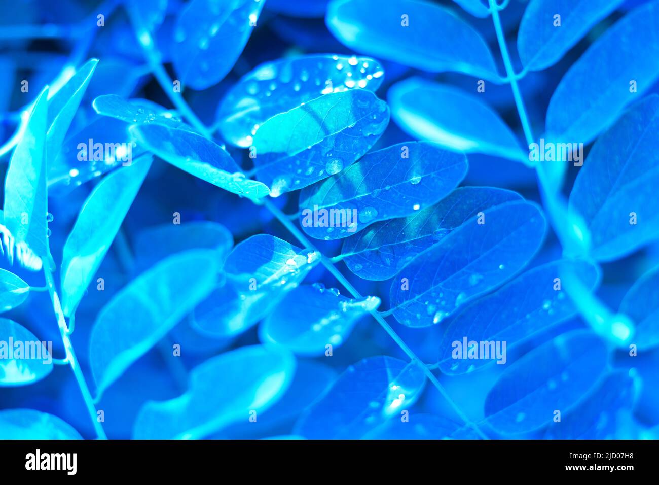 Feuilles bleues avec gouttes d'eau. Arrière-plan lumineux et verdoyant. Banque D'Images