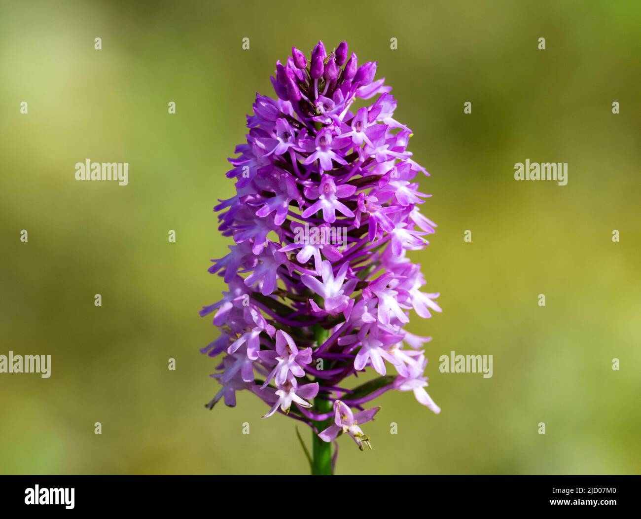 Fleurs violettes d'Orchidés pyramidaux (Anacamptis pyramidalis) dans la nature. Chypre. Banque D'Images