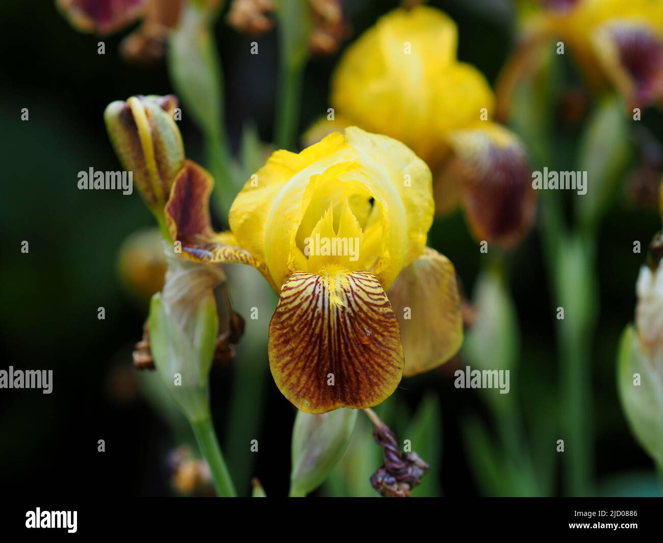 Magnifique iris jaune (Iris variegata) dans un jardin à Ottawa, Ontario, Canada. Banque D'Images