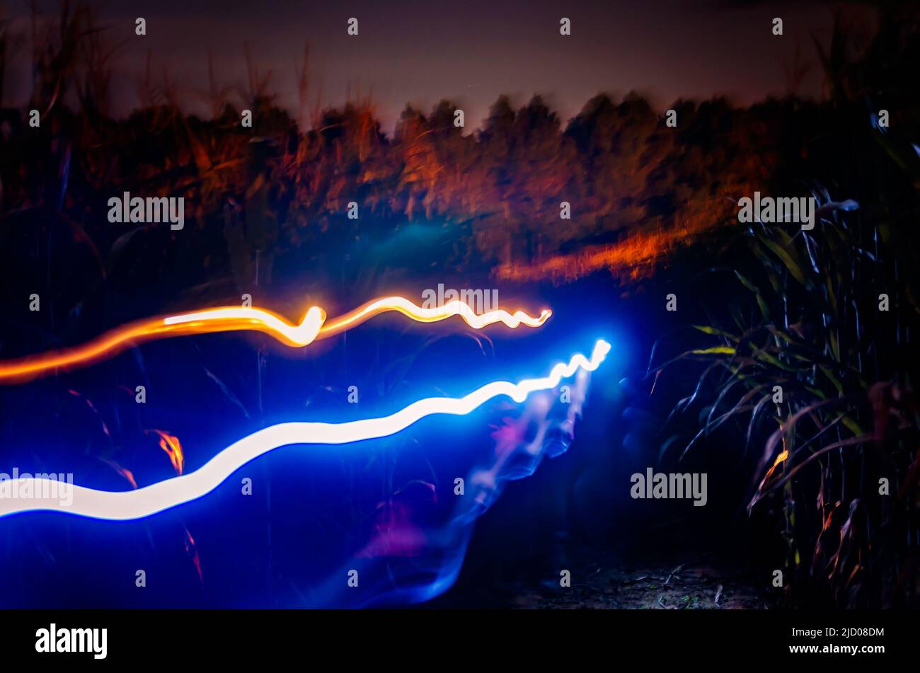 Les enfants traversent un labyrinthe de maïs, laissant des traînées de lumière, le 25 septembre 2012, à Caledonia, Mississippi. Banque D'Images