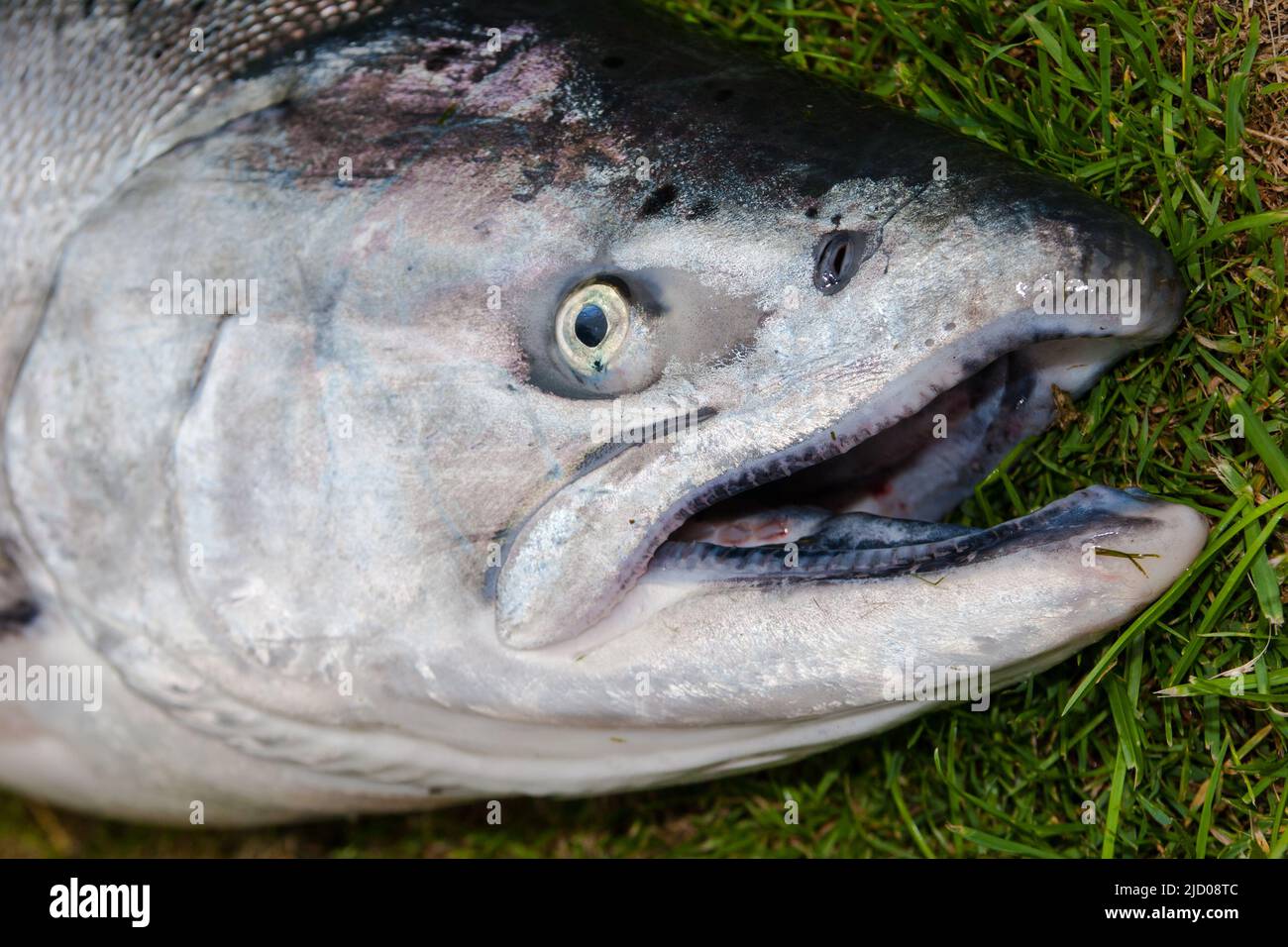 Un regard sur la vie en Nouvelle-Zélande. Saumon sauvage fraîchement pêché : saumon quinnat : saumon royal. Pêché sur un disque, pêche récréative. Banque D'Images