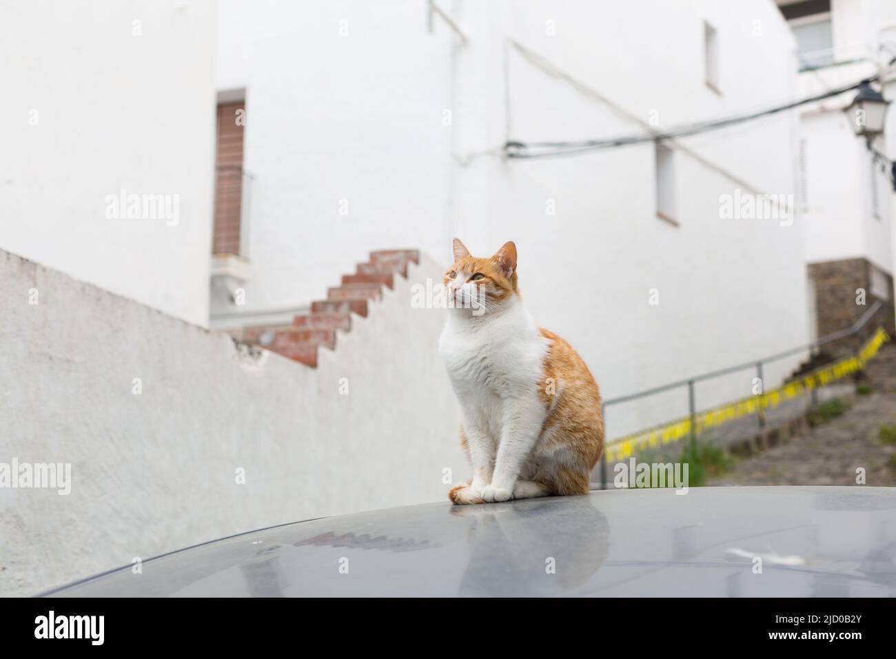 Chat sur le toit d'une voiture dans la rue Banque D'Images