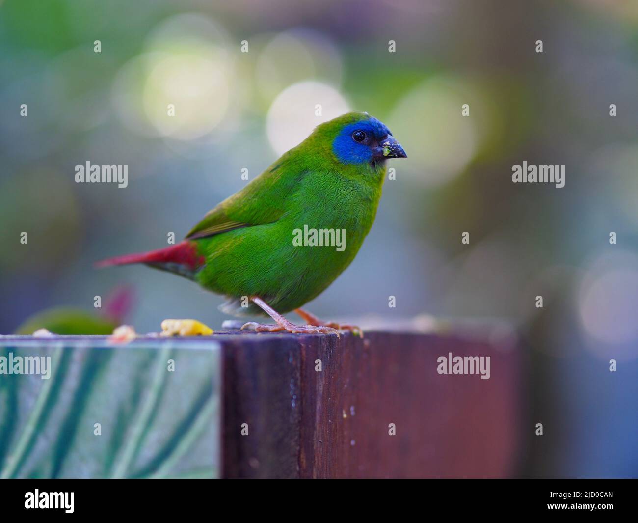 Petit perroquet à face bleue avec plumes vives et audacieuses. Banque D'Images