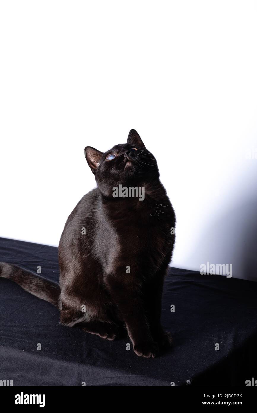 Chat noir assis et regardant la caméra Banque D'Images