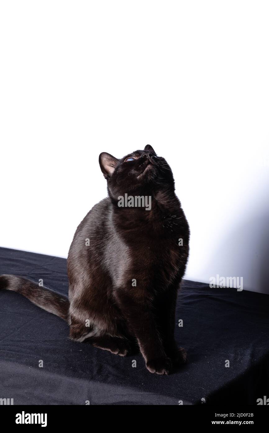 Chat noir assis et regardant la caméra Banque D'Images