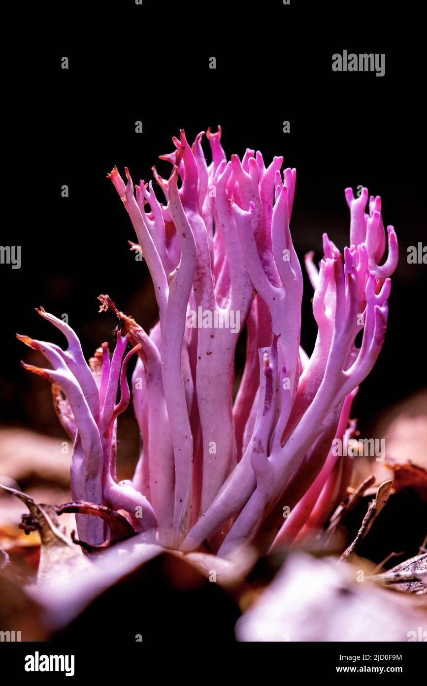 Champignon de corail violet (Clavaria zollingeri) - Forêt nationale de Pisgah - près de Brevard, Caroline du Nord, États-Unis Banque D'Images