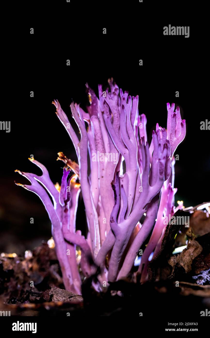 Champignon de corail violet (Clavaria zollingeri) - Forêt nationale de Pisgah - près de Brevard, Caroline du Nord, États-Unis Banque D'Images