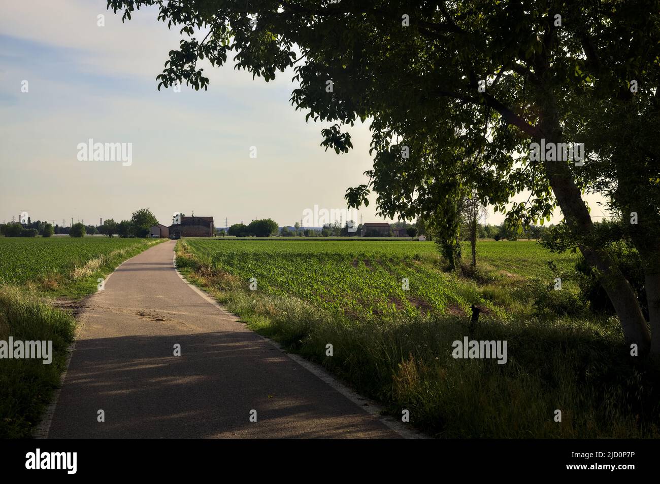 Route de campagne bordée par des champs encadrés par un arbre voûtant Banque D'Images