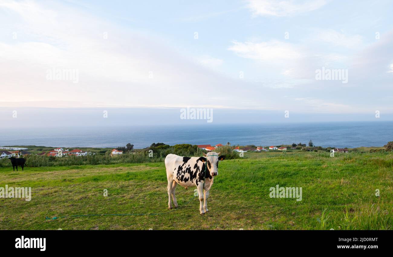 Jeune vache laitière noire et blanche debout dans le champ sur l'île de Faial dans les Açores du Portugal herbe verte ciel bleu et la mer en arrière-plan Banque D'Images