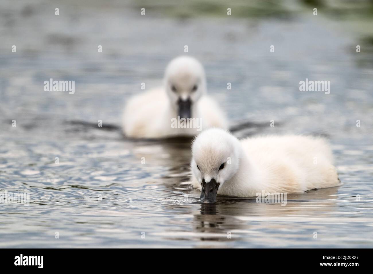 Deux frères et sœurs cygnet nagent dans l'eau du lac Banque D'Images