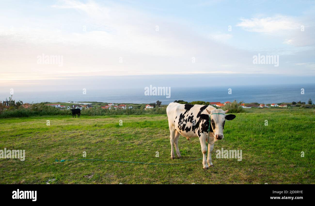 Jeune vache laitière noire et blanche debout dans le champ sur l'île de Faial dans les Açores du Portugal herbe verte ciel bleu et la mer en arrière-plan Banque D'Images