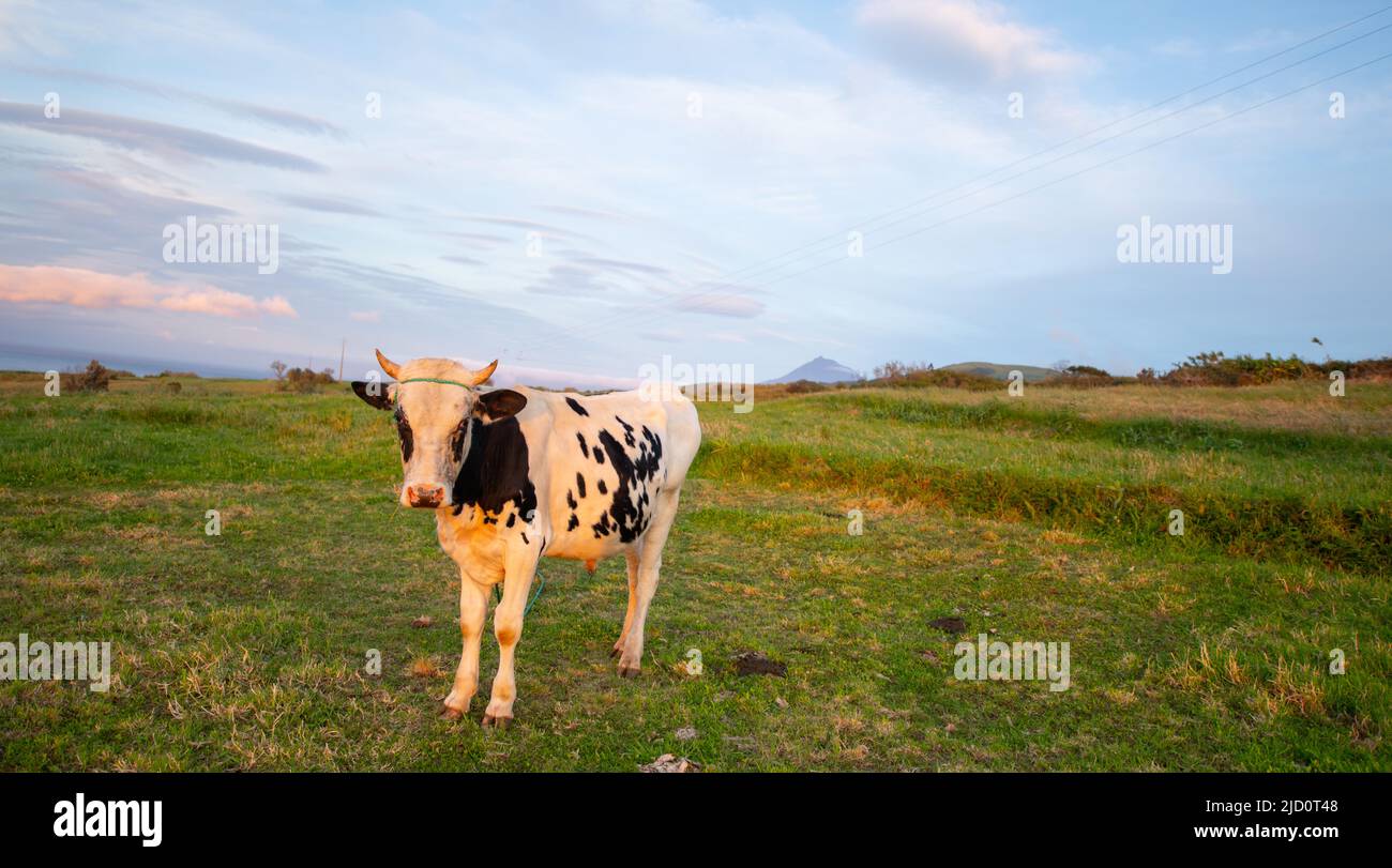 Jeune vache laitière noire et blanche debout dans le champ sur l'île de Faial dans les Açores du Portugal herbe verte luxuriante ciel bleu et nuages en arrière-plan Banque D'Images