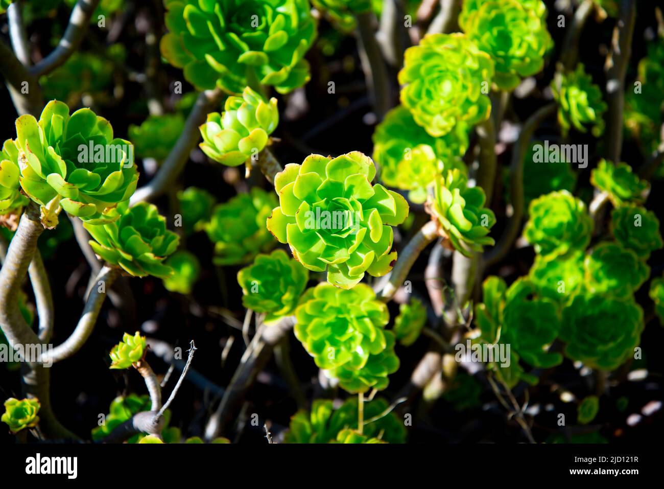 Aeonium Balsamiferum plante dans la nature Banque D'Images