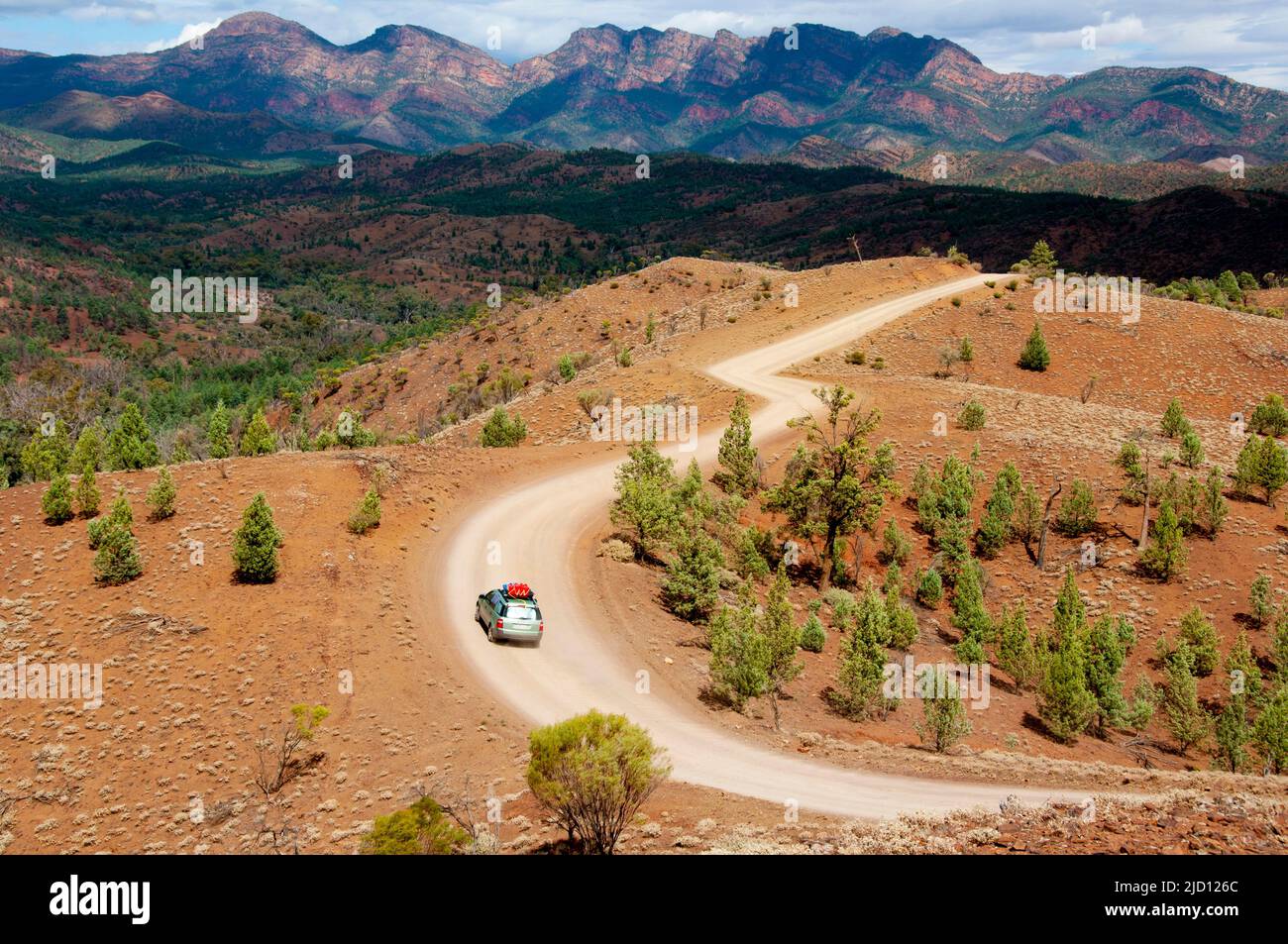 Observation de Razorback dans le parc national d'Ikara-Flinders Ranges - Australie Banque D'Images