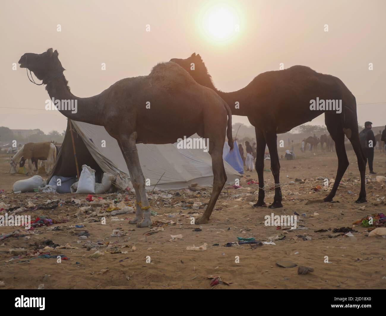 Pushkar, Inde du Rajasthan - 14 novembre 2021 : les chameaux se sont rassemblés pour le meilleur festival de chameaux de l'Inde à l'exposition de chameaux de Pushkar Banque D'Images Pushkar, Inde du Rajasthan - 14 novembre 2021 : les chameaux se sont rassemblés pour le meilleur festival de chameaux de l'Inde à l'exposition de chameaux de Pushkar Banque D'Images