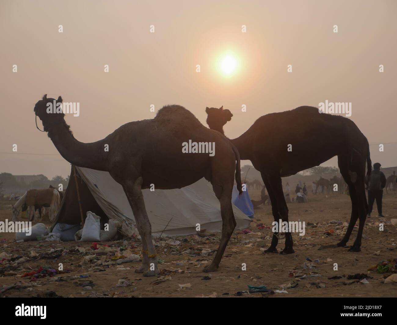 Pushkar, Inde du Rajasthan - 14 novembre 2021 : les chameaux se sont rassemblés pour le meilleur festival de chameaux de l'Inde à l'exposition de chameaux de Pushkar Banque D'Images Pushkar, Inde du Rajasthan - 14 novembre 2021 : les chameaux se sont rassemblés pour le meilleur festival de chameaux de l'Inde à l'exposition de chameaux de Pushkar Banque D'Images