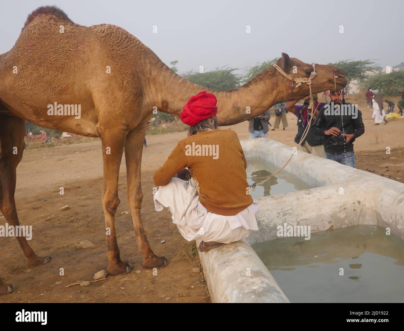 Pushkar, Inde du Rajasthan - 14 novembre 2021 : les chameaux se sont rassemblés pour le meilleur festival de chameaux de l'Inde à l'exposition de chameaux de Pushkar Banque D'Images Pushkar, Inde du Rajasthan - 14 novembre 2021 : les chameaux se sont rassemblés pour le meilleur festival de chameaux de l'Inde à l'exposition de chameaux de Pushkar Banque D'Images