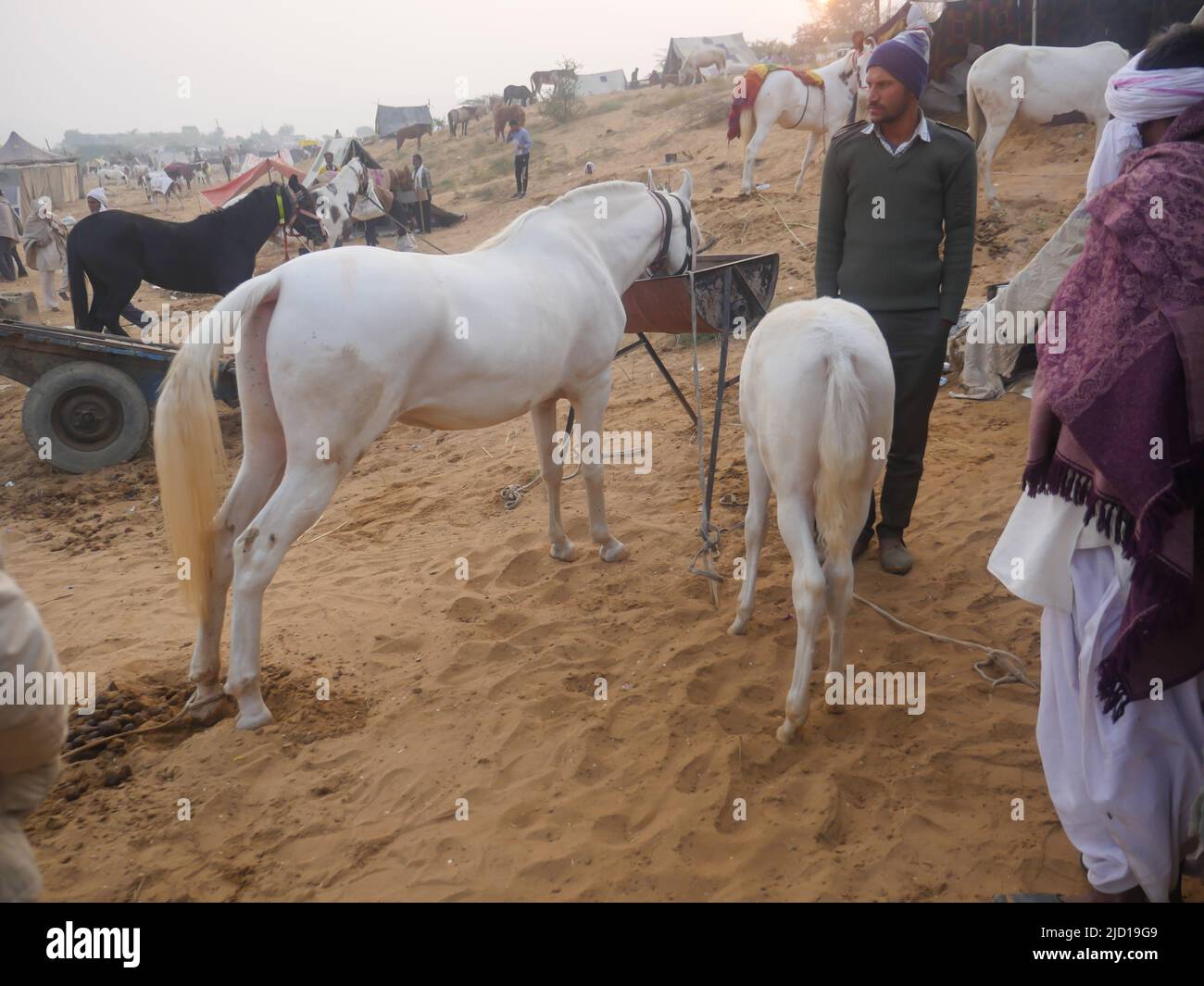 Pushkar, Rajasthan Inde - 14 novembre 2021 : les chevaux se sont rassemblés pour le commerce au festival indien du bétail le plus populaire à la foire de Pouchkar Camel. Banque D'Images Pushkar, Rajasthan Inde - 14 novembre 2021 : les chevaux se sont rassemblés pour le commerce au festival indien du bétail le plus populaire à la foire de Pouchkar Camel. Banque D'Images