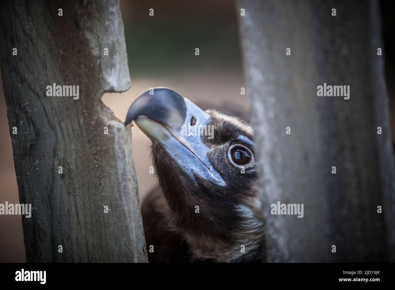 Vautour de Cinereous mordant une clôture en bois. Accent sélectif sur le bec Banque D'Images