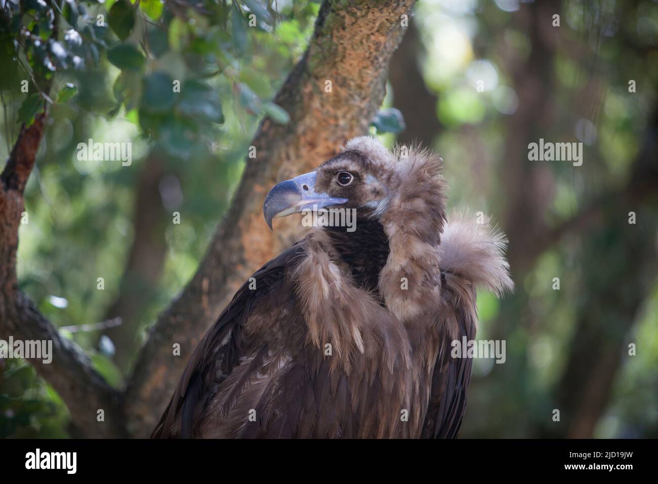 La vautour de Cinereous perchée en forêt, également appelée Aegypius monachus. Mise au point sélective Banque D'Images
